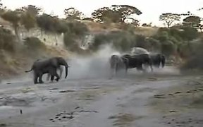 Elephants Like to to Bathe in the Sand - Animals - VIDEOTIME.COM