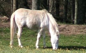 White Pony Munching Buttercups - Animals - VIDEOTIME.COM