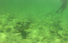 Baird Bay / Australia - Animals - VIDEOTIME.COM
