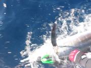 IGFA Great Marlin Race - Striped Marlin Tag