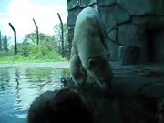 A Polar Bear Film - Animals - Y8.COM