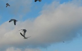 Pigeons and Seagulls - Animals - VIDEOTIME.COM