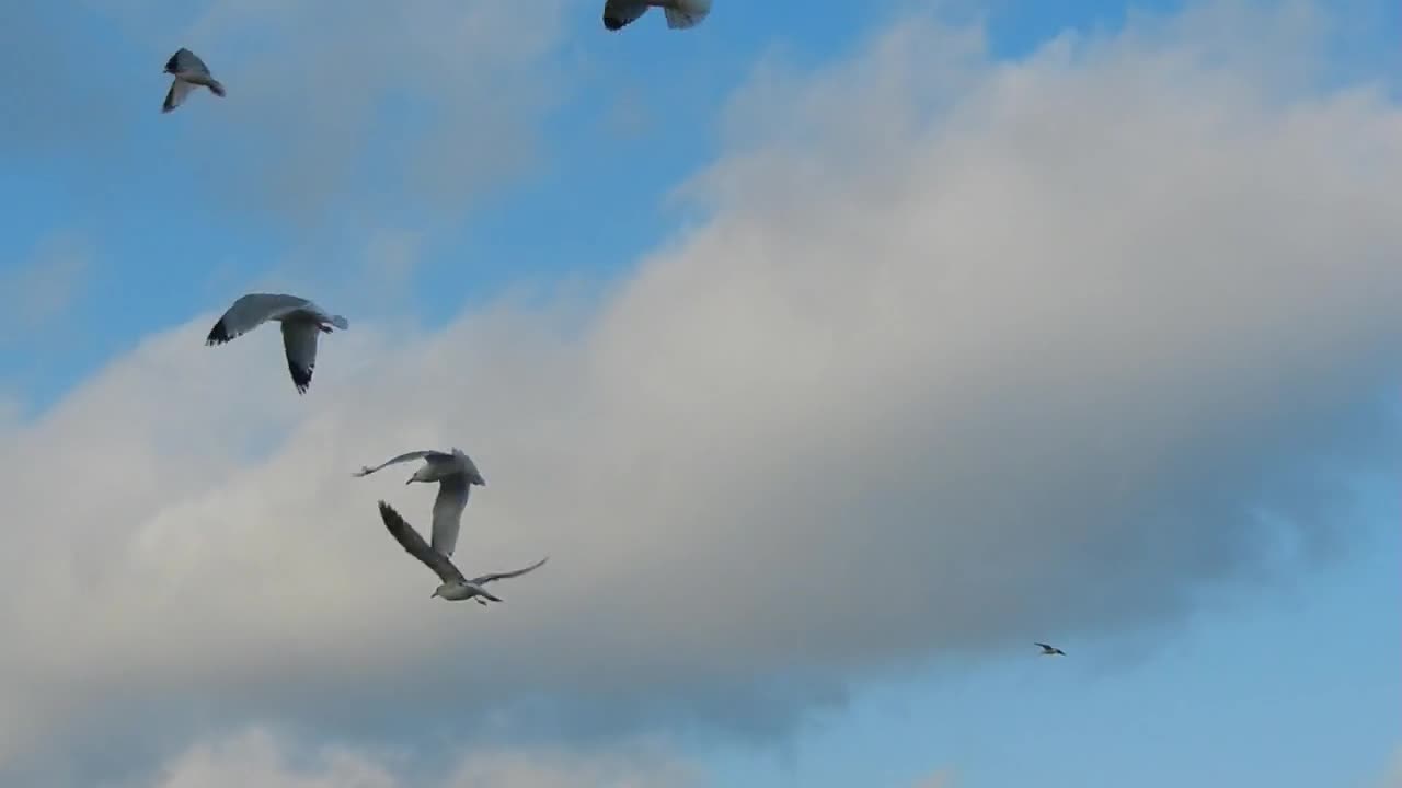Pigeons and Seagulls