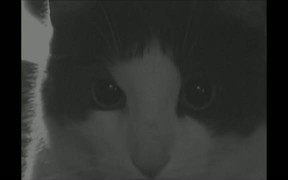 The Dreaded Cat Monster - Fun - VIDEOTIME.COM