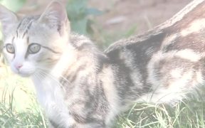 Greek Cats - Animals - VIDEOTIME.COM