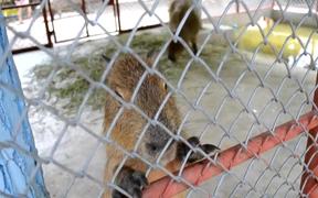 Capybara, What? - Animals - VIDEOTIME.COM