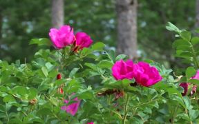 Summer Flowers, Holden, Maine - Fun - VIDEOTIME.COM