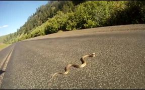 Bull Snake - Animals - VIDEOTIME.COM