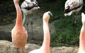 Blank Park Zoo - Animals - VIDEOTIME.COM