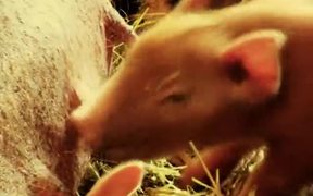 PIGGIES - Animals - VIDEOTIME.COM