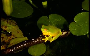 Orange-Eyed Tree Frogs - Animals - VIDEOTIME.COM