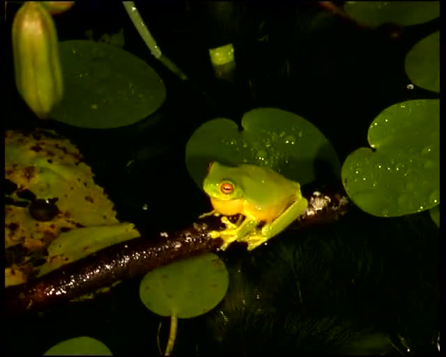 Orange-Eyed Tree Frogs