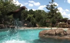 Sea Lions at the Zoo - Animals - VIDEOTIME.COM