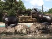 Sea Lions at the Zoo