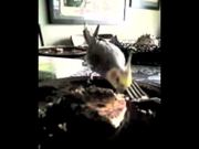 Funny Parrots Are Eating The Cake