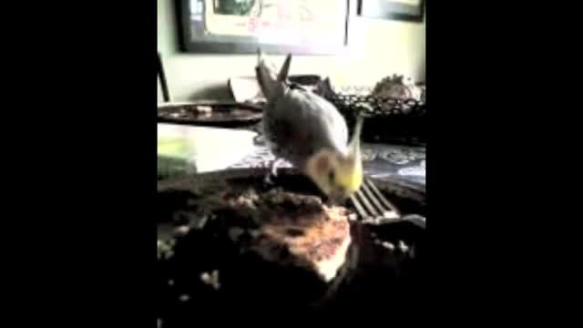 Funny Parrots Are Eating The Cake