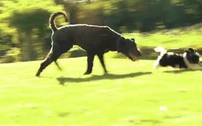 Bye Bye Lil’ Cow - Animals - VIDEOTIME.COM