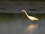 Egrets at Forsythe NWR