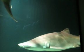 Baltimore Aquarium - Sharks - Animals - VIDEOTIME.COM