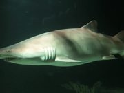 Baltimore Aquarium - Sharks