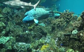 Baltimore Aquarium - Animals - VIDEOTIME.COM