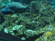 Baltimore Aquarium