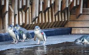 Little Penguins - Animals - VIDEOTIME.COM