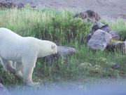 Polar Bear Close Up