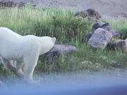Polar Bear Close Up