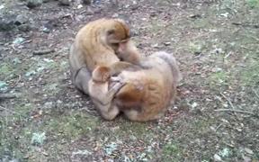 Barbary Macaque - Animals - VIDEOTIME.COM