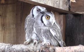 Kington Owl Centre - Animals - VIDEOTIME.COM