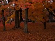 Autumn-Wonderland-Tōfuku-ji-Kyoto