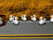 Highway Chickens