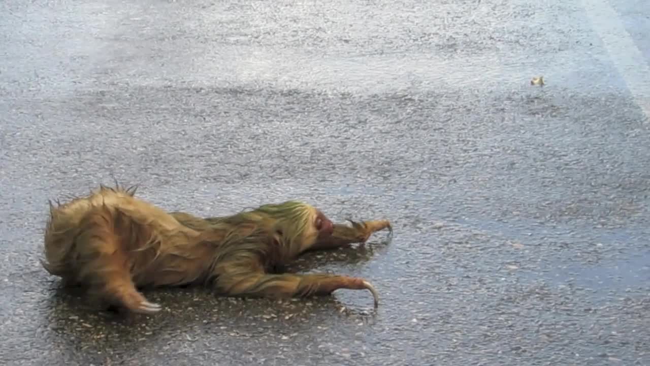 Two Toed Sloth crossing the road