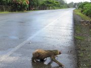 Two Toed Sloth crossing the road