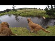 Dogs Day Out - a Rainy Day at the Creek..