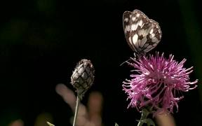 Nectar of Thistle - Animals - VIDEOTIME.COM