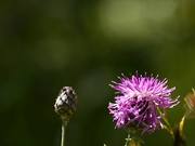 Nectar of Thistle