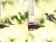Hummingbirds At My Feeder