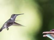 Hummingbirds At My Feeder