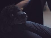 Pet Therapy - Animals - Y8.COM