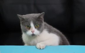 Cats and Card Games - Animals - VIDEOTIME.COM
