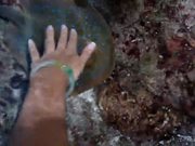 Petting Blue Spotted Ray