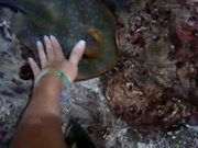 Petting Blue Spotted Ray