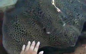 Petting Spotted Ray - Animals - VIDEOTIME.COM