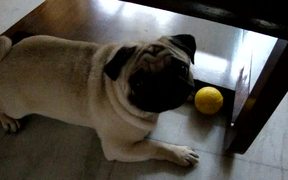 Toyo Being Possessive About His Sponge Ball - Animals - VIDEOTIME.COM