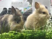 Rabbit Speed Chewing - Animals - Y8.COM