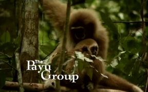 Gibbons: Back In The Swing - Animals - VIDEOTIME.COM
