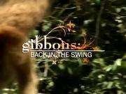 Gibbons: Back In The Swing