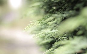 Mooky’s Second Trip Into The Garden - Animals - VIDEOTIME.COM